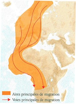 Principales voies de migration en Europe de l'Ouest. Source:La France à tire d'ailes, P.J. Dubois et E. Rousseau, Delachaux et Niestlé.